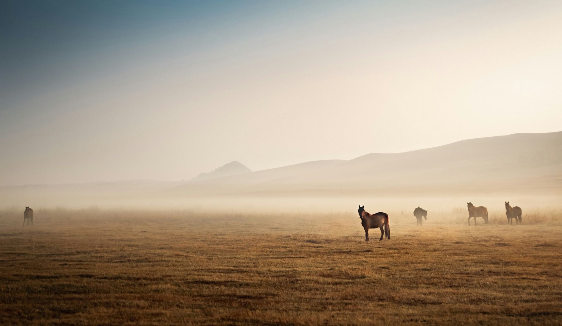Mongolian horses
