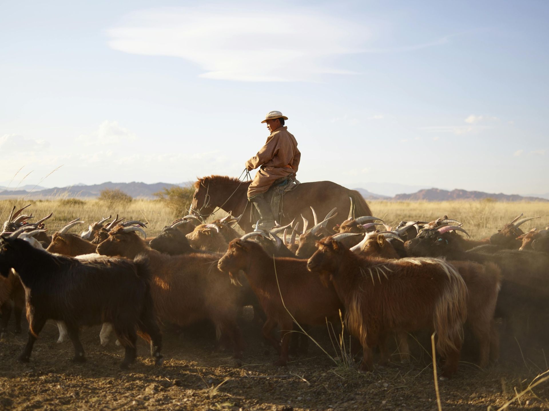 Mongolian herder