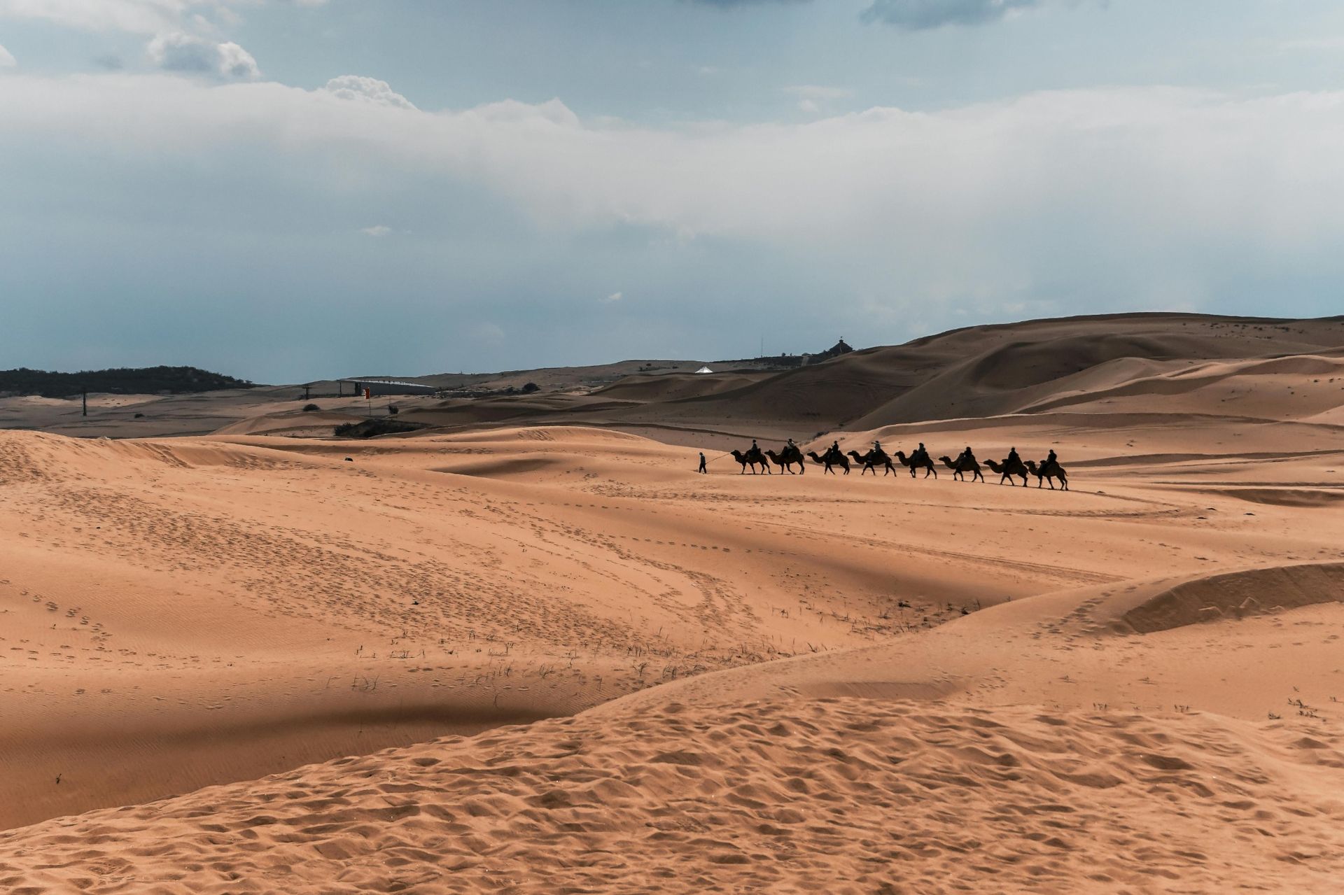 Camels