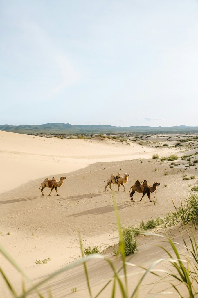 Three Camels Lodge